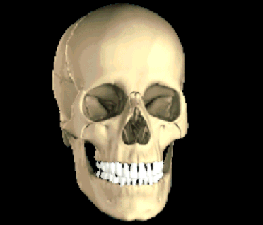 The skull