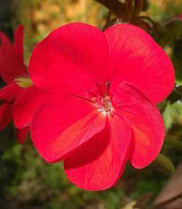 photograph of a single bright red pelargonium flower