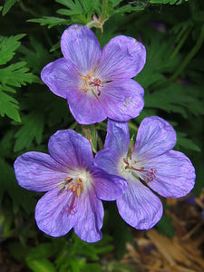 photograph of three purple cranesbill flowers