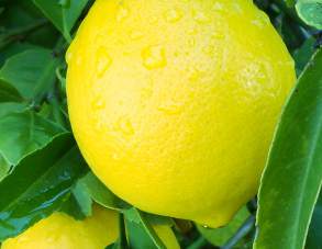 pretty picture of a lemon on a tree